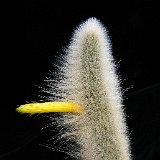 Cleistocactus ritteri JLcoll. cutting/bouture  (Only one plant is available per size - Une seule plante est disponible par taille)    ÉPUISÉ - OUT of STOCK - AGOTADO